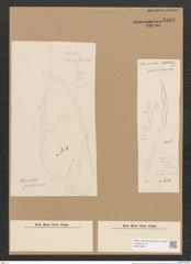 Diatomeae indet. (de-Toni-Nr.: Species 2190 ?) Zeichnungen Sammlung Grunow Nr. 4589 (NHMW-BOT-W0372604)